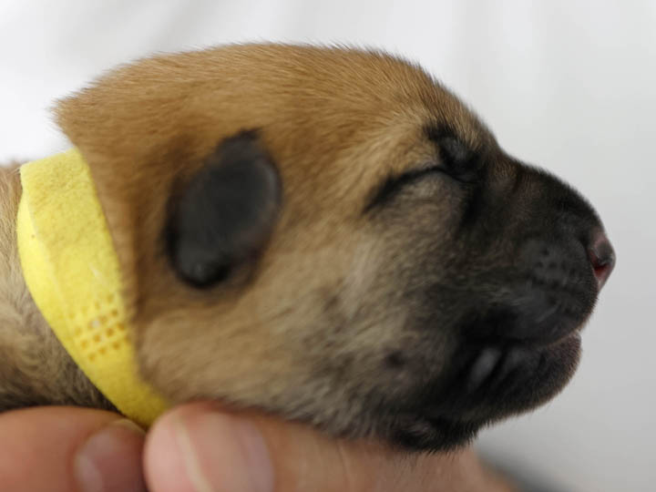 chinook puppy
